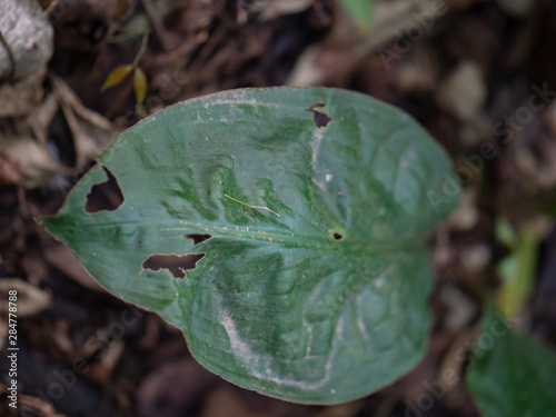 Kalinzu Forest natural habitat, Uganda