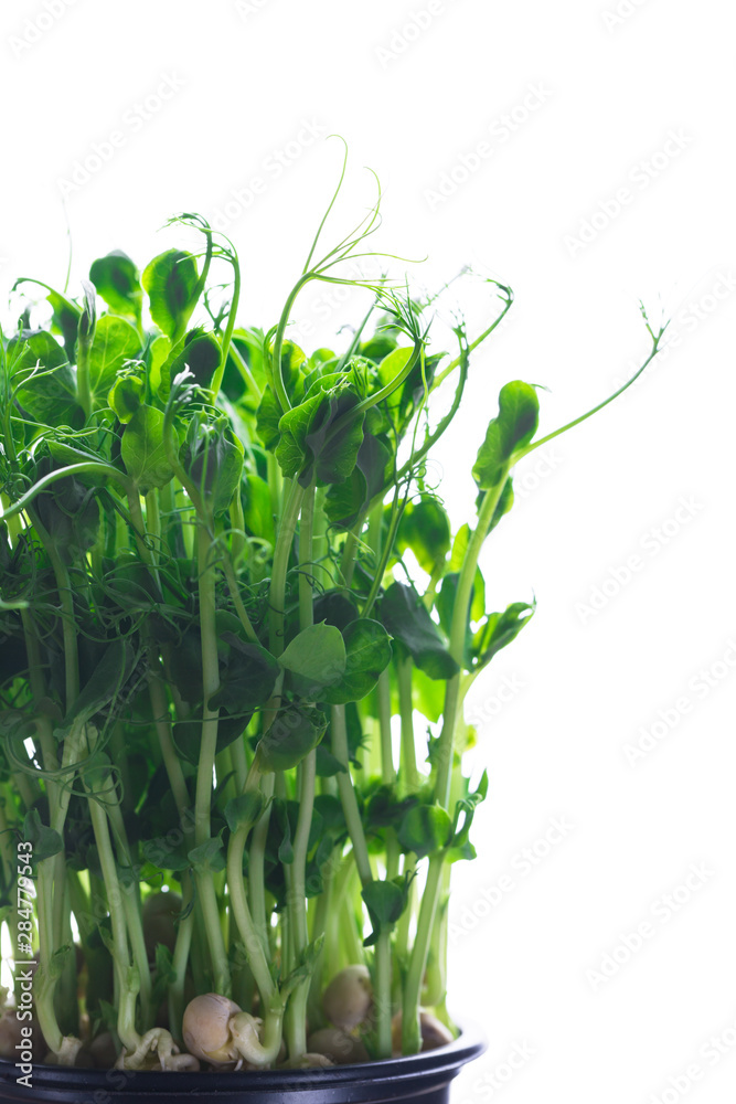 Obraz premium Microgreen, sprouts, young herbs