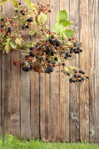 Bush of blackberry on a old wooden background.