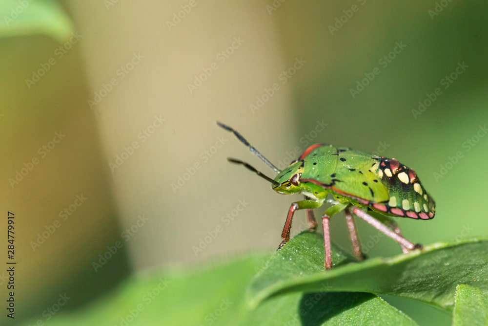Insecte. Insecte.