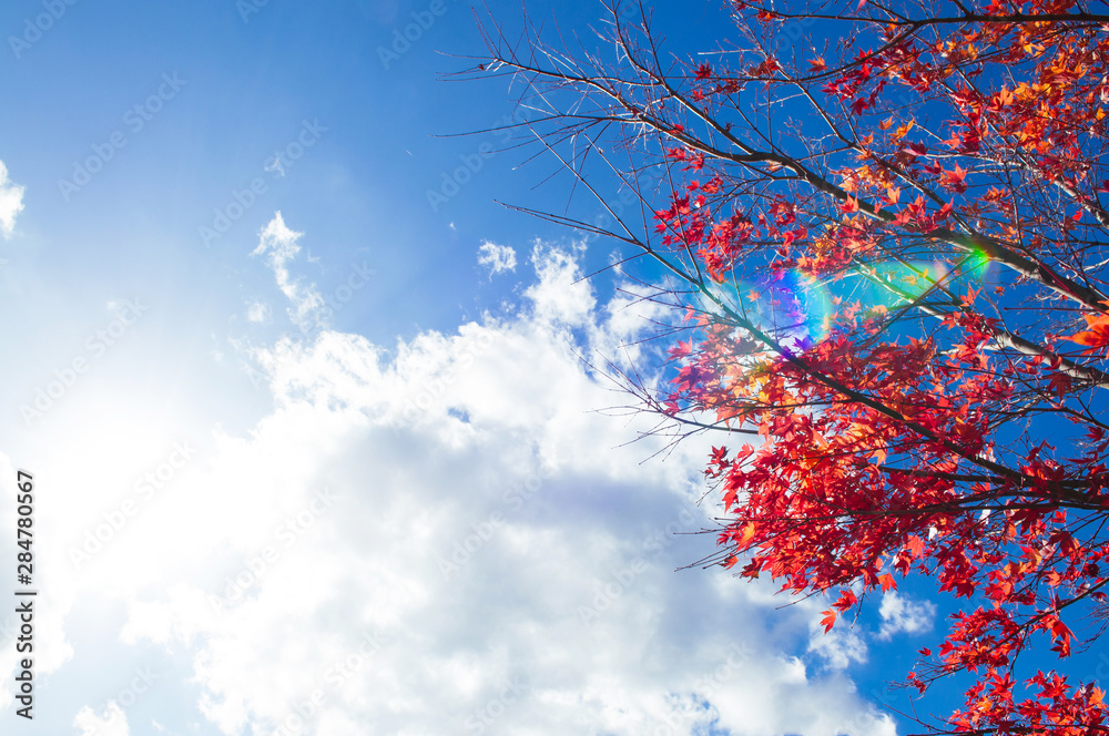 Red autumn maple leaves against blue winter sky with sun flare Red autumn maple leaves against blue winter sky with sun flare