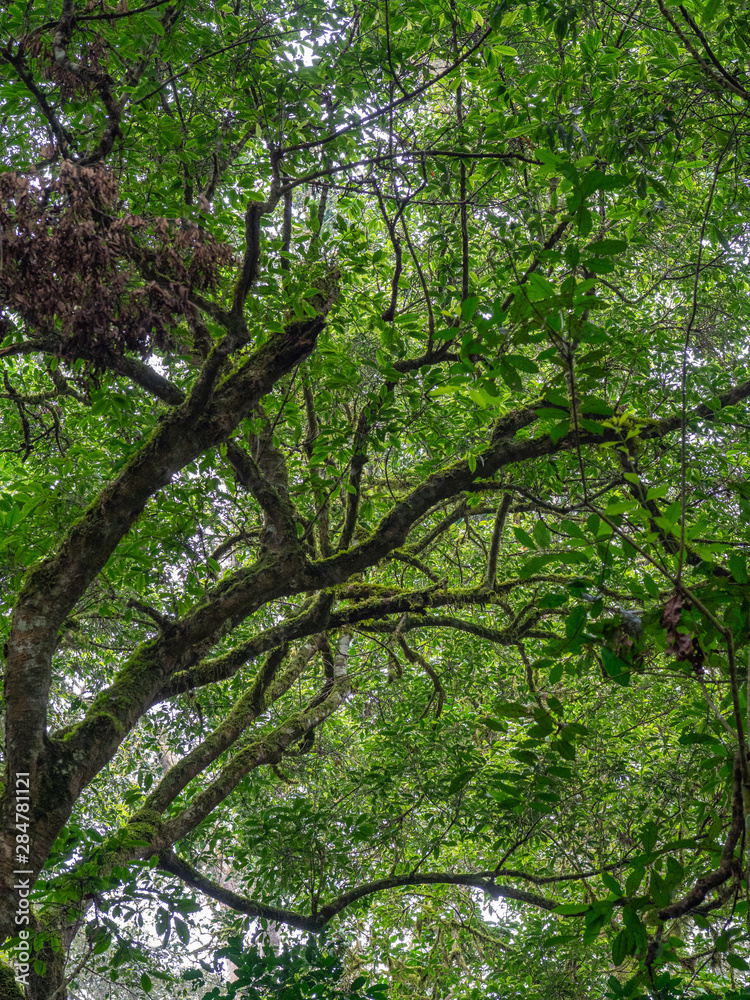 Kalinzu Forest natural habitat, Uganda Kalinzu Forest natural habitat, Uganda