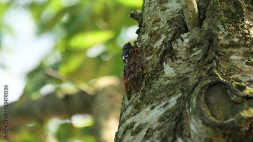 木にとまるアブラゼミ 中央