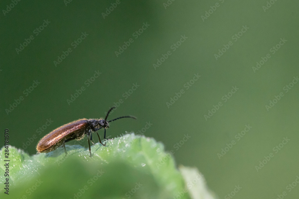 Insecte. Insecte.