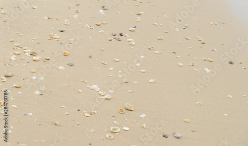 empty sea shells on the beach