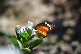 colorful butterfly on white flowers. outdoors nature plant leaf wildlife animal close up