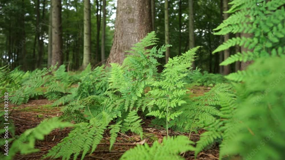 Close up of plants while moving forward in a green pine forest Close up of plants while moving forward in a green pine forest