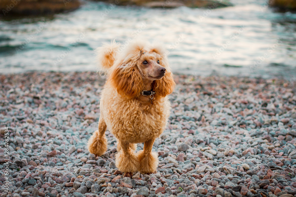 dog on the beach dog on the beach