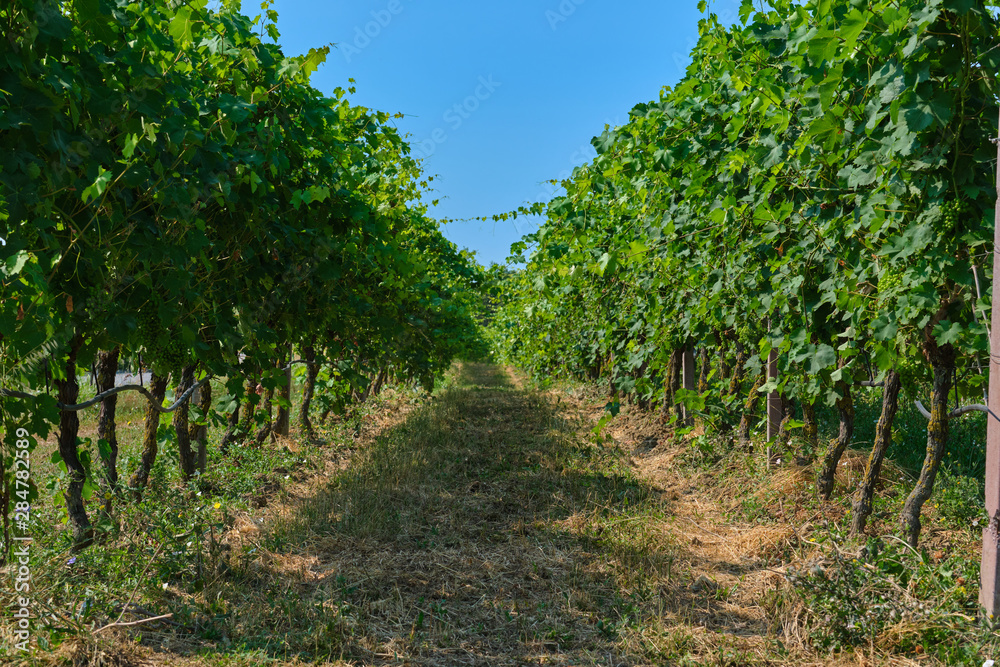 Grapes in vineyard raw ready for harvest.