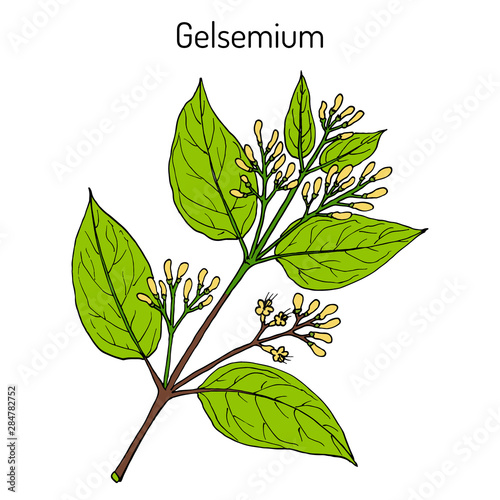 Gelsemium elegans, medicinal plant photo