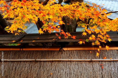 Scenery of a fiery maple tree over the eave & fallen leaves on the roof of a wooden house in Hogonin, a Buddhist temple famous for autumn foliage in Arashiyama, Kyoto, Japan, in a peaceful atmosphere photo