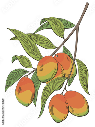 Mango fruit graphic branch color isolated sketch illustration vector