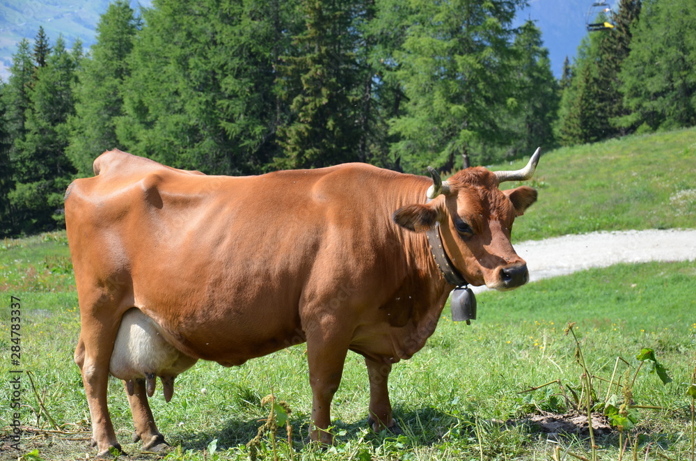 Vache dans son alpage avec cloche sonnaille clarine toupin Vache dans son alpage avec cloche sonnaille clarine toupin