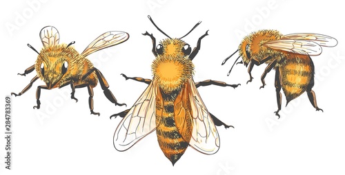 Honeybee vintage set © vectortatu