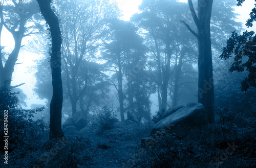 Mysterious landscape with trees and bushes in foggy forest