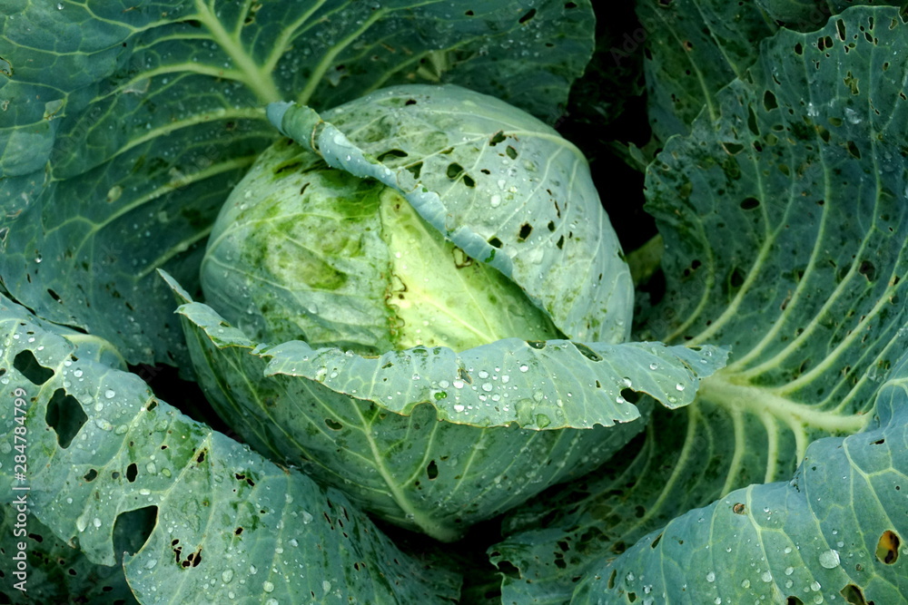 Fototapeta premium Fresh green cabbage vegetable growing in ecological farms 