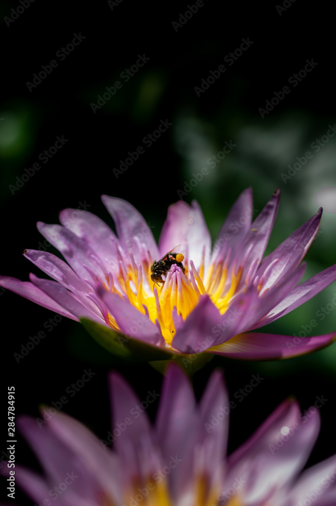 lotus lily and a bee