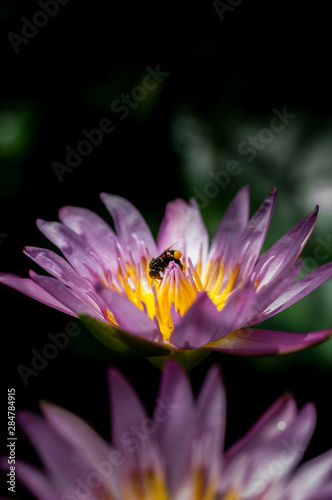 lotus lily and a bee