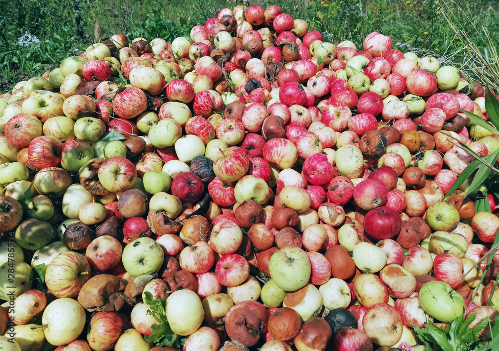 background from filled with apples in various states of decay, many rotting apples background from filled with apples in various states of decay, many rotting apples