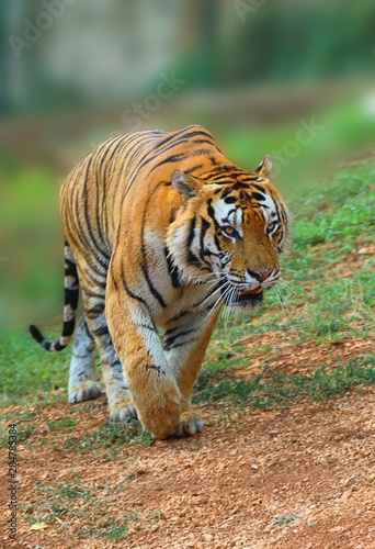 Great tiger male in the nature habitat
