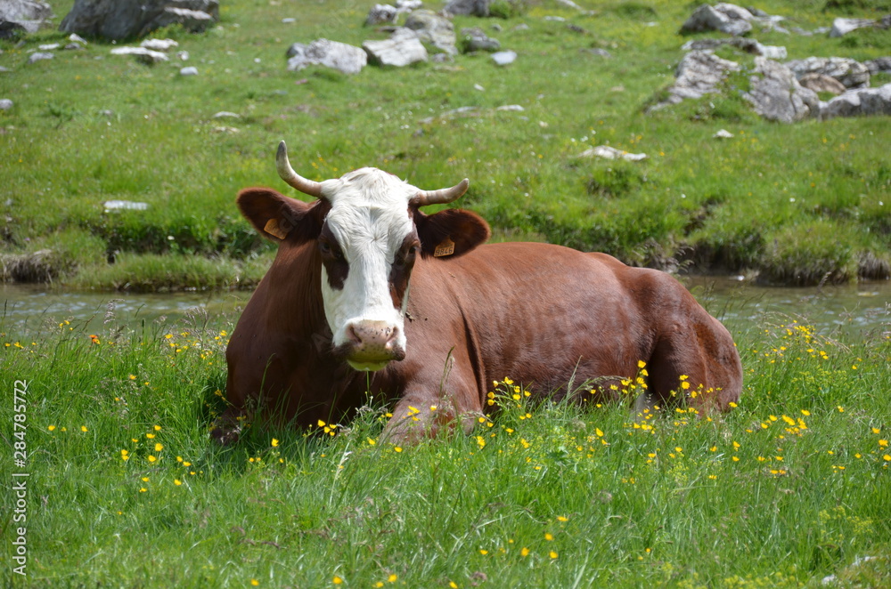 Vache dans son alpage avec cloche sonnaille clarine toupin Vache dans son alpage avec cloche sonnaille clarine toupin