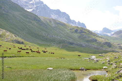 pâturage montagne vaches fromage