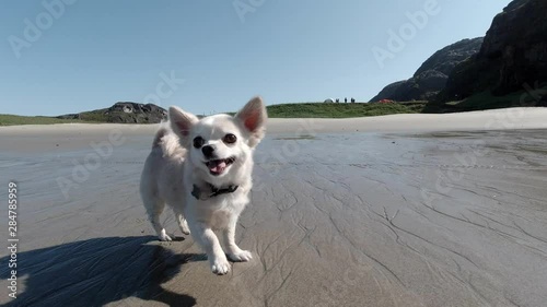 Dog running in slow motion on beach in Grense Jakobselv. Border between Norway and Russia. photo