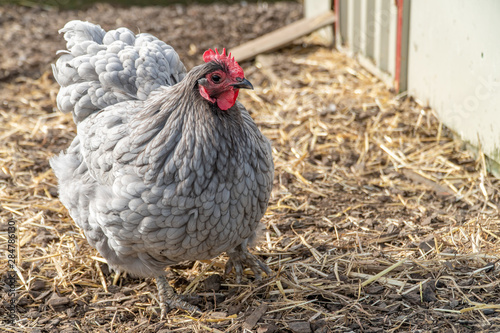 A Chochin Hen in front of a Hen House Foraging in Straw