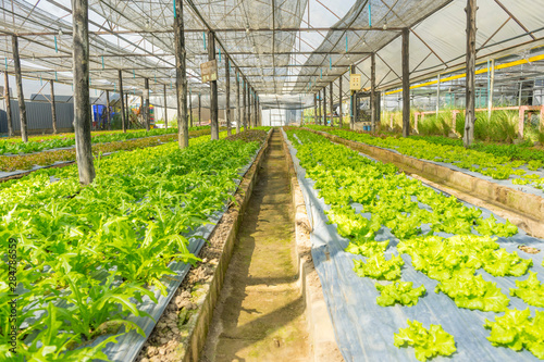 Fresh hydroponics Green Bow vegetable farm  Salads vegetable hydroponics farm.
