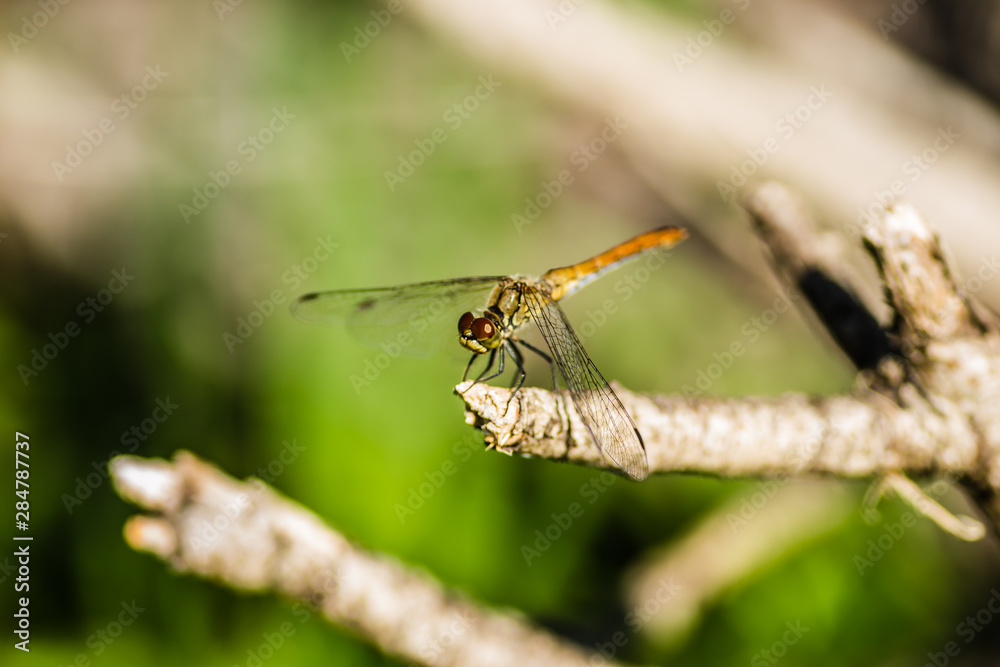 Dragonfly in their natural environment Dragonfly in their natural environment