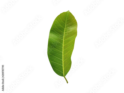  Green leaves isolated on white background     Image  