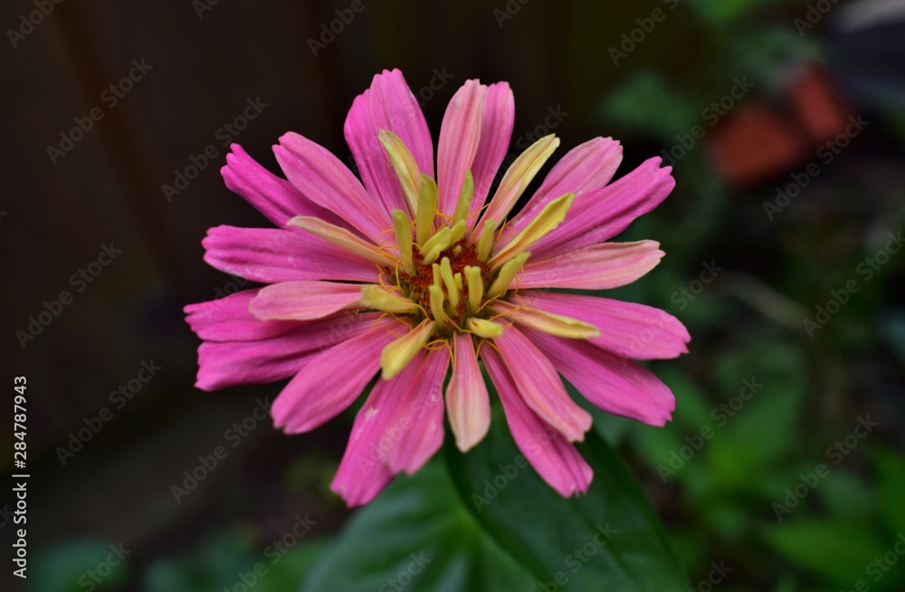 Obraz premium pink flower