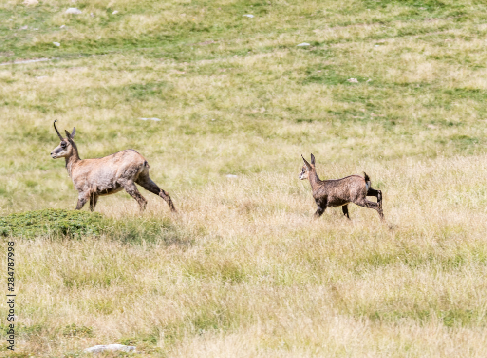 Naklejka premium chamois dans le Mercantour