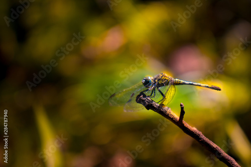 dragonfly on leaf