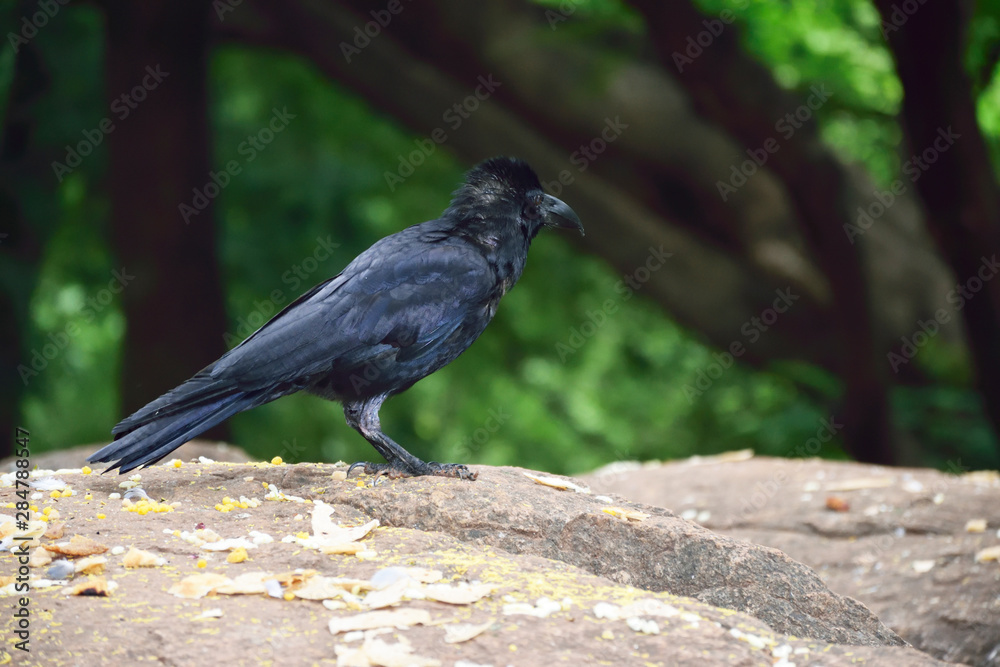 Fototapeta premium birds