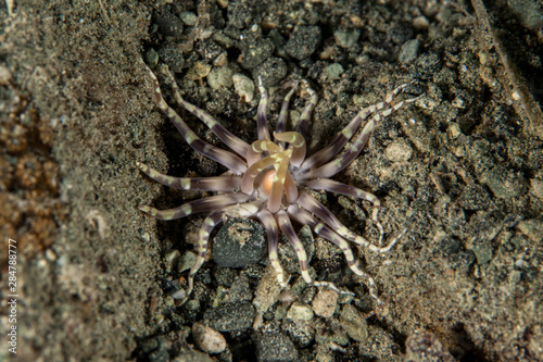 Sea anemones are a group of marine  predatory animals of the order Actiniaria