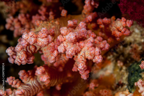 Corals are marine invertebrates within the class Anthozoa of the phylum Cnidaria