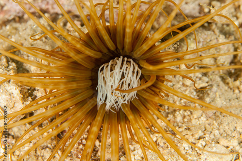 Sea anemones are a group of marine  predatory animals of the order Actiniaria