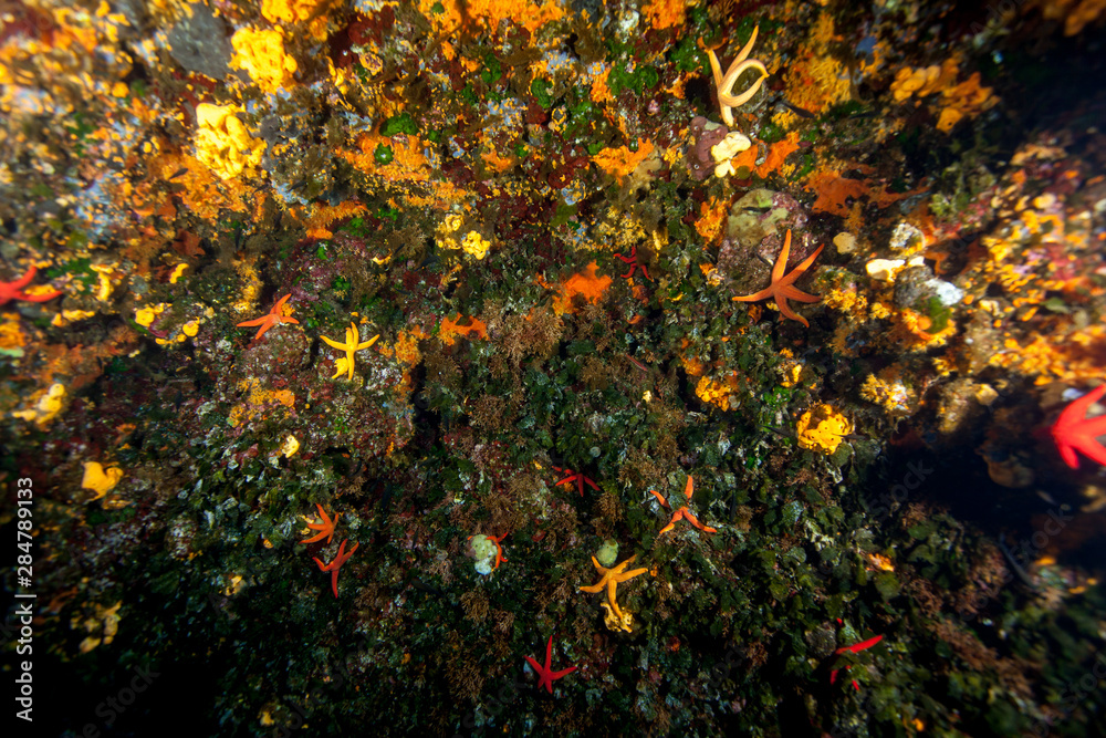 Corals are marine invertebrates within the class Anthozoa of the phylum Cnidaria Corals are marine invertebrates within the class Anthozoa of the phylum Cnidaria