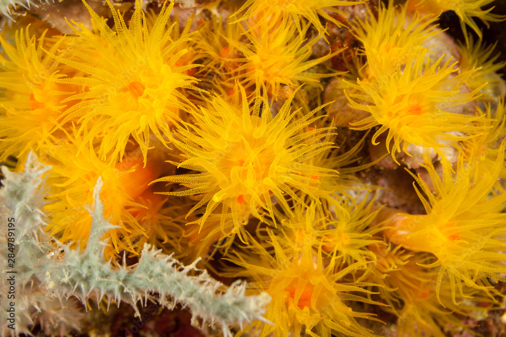 Corals are marine invertebrates within the class Anthozoa of the phylum Cnidaria Corals are marine invertebrates within the class Anthozoa of the phylum Cnidaria