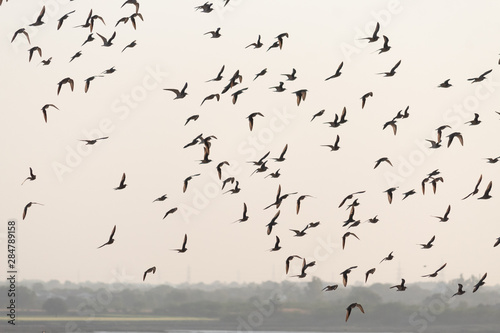 Flock of birds flying against the sky