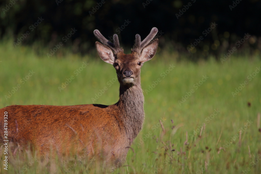 deer