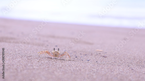 Little Crab