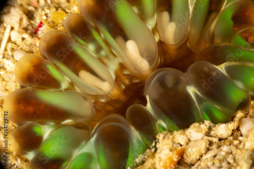 Corals are marine invertebrates within the class Anthozoa of the phylum Cnidaria