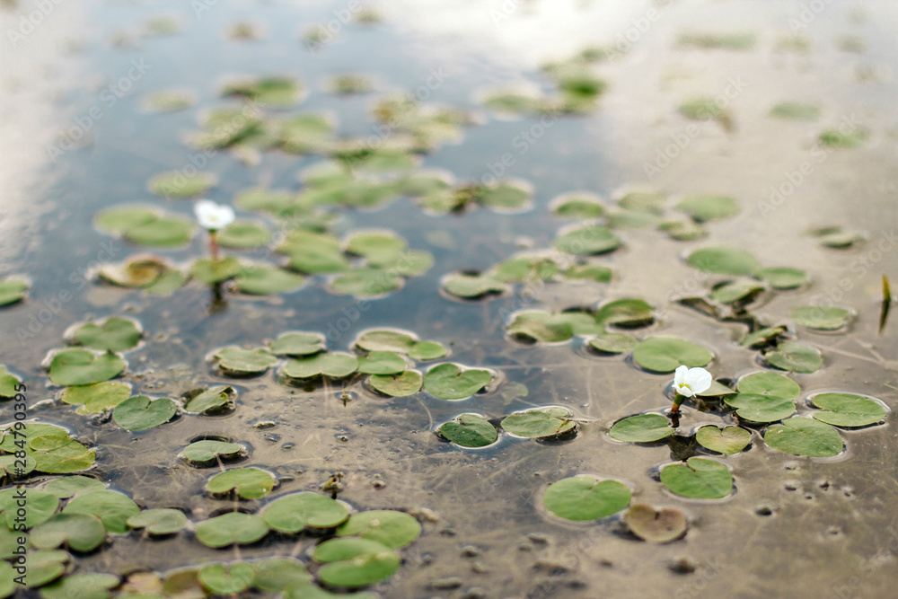 small water lilies and algae in the pond.	