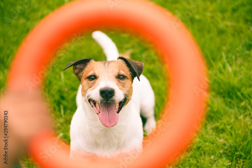 Portrait of happy dog through orange interactive puller toy photo
