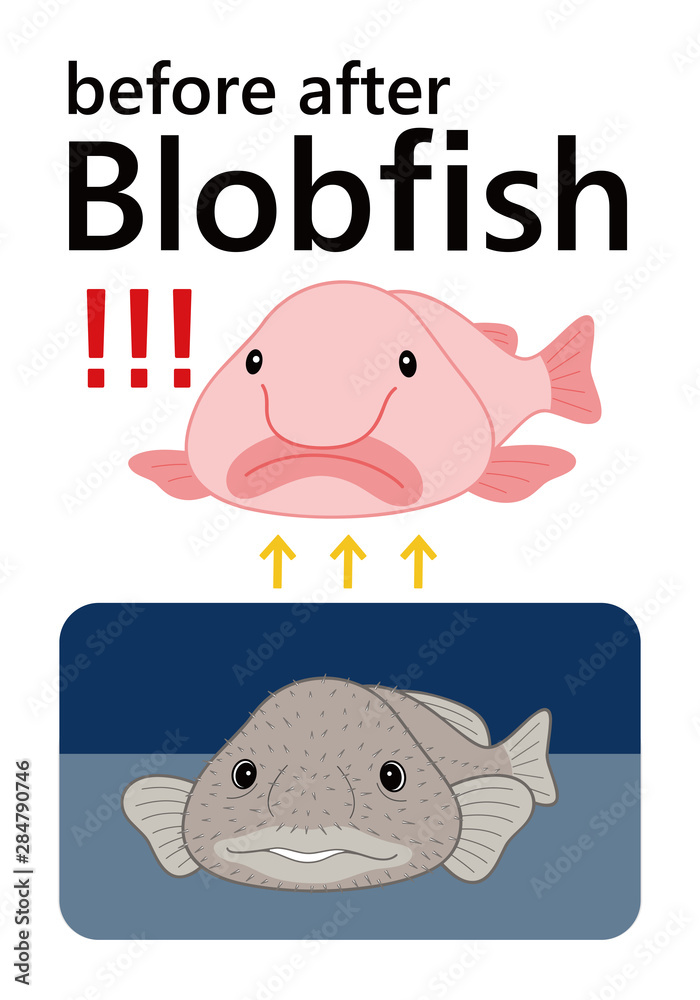 ブロブフィッシュ ニュウドウカジカ ビフォーアフター セット ベクター イラスト Stock Vector Adobe Stock