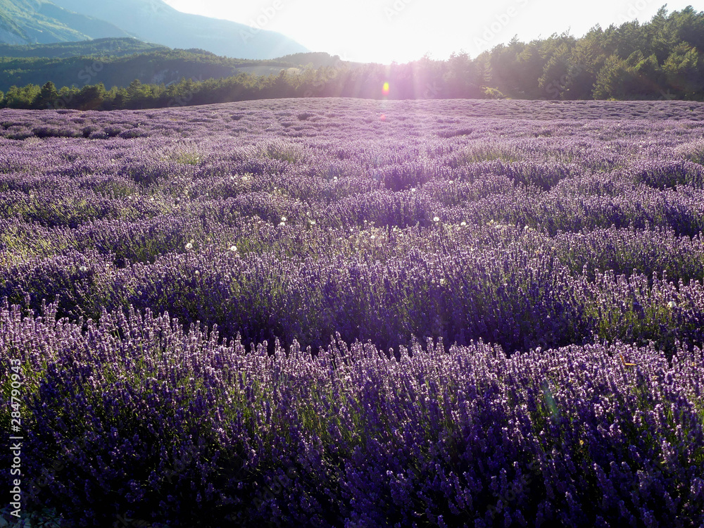 Naklejka premium lavandes