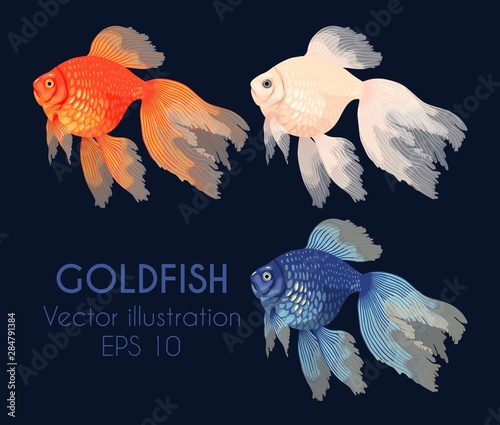 Vector illustration of high detailed gold fish