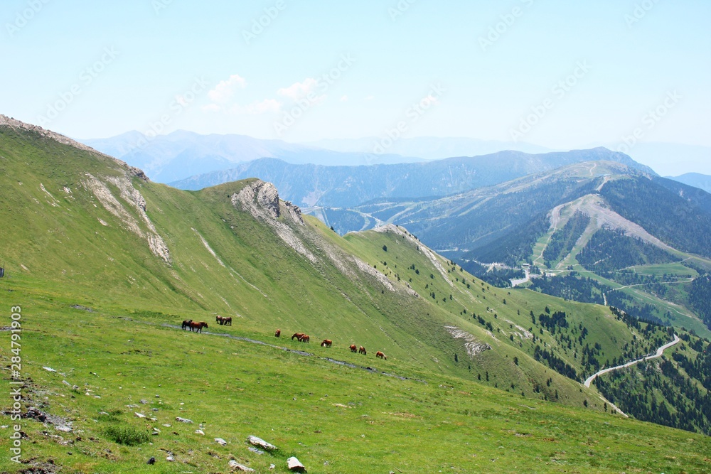 Herd of horses grazing on the green slopes of the Pyrenees mountains in summer day